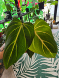 Philodendron Gloriosum