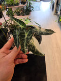 Alocasia Pink Bambino