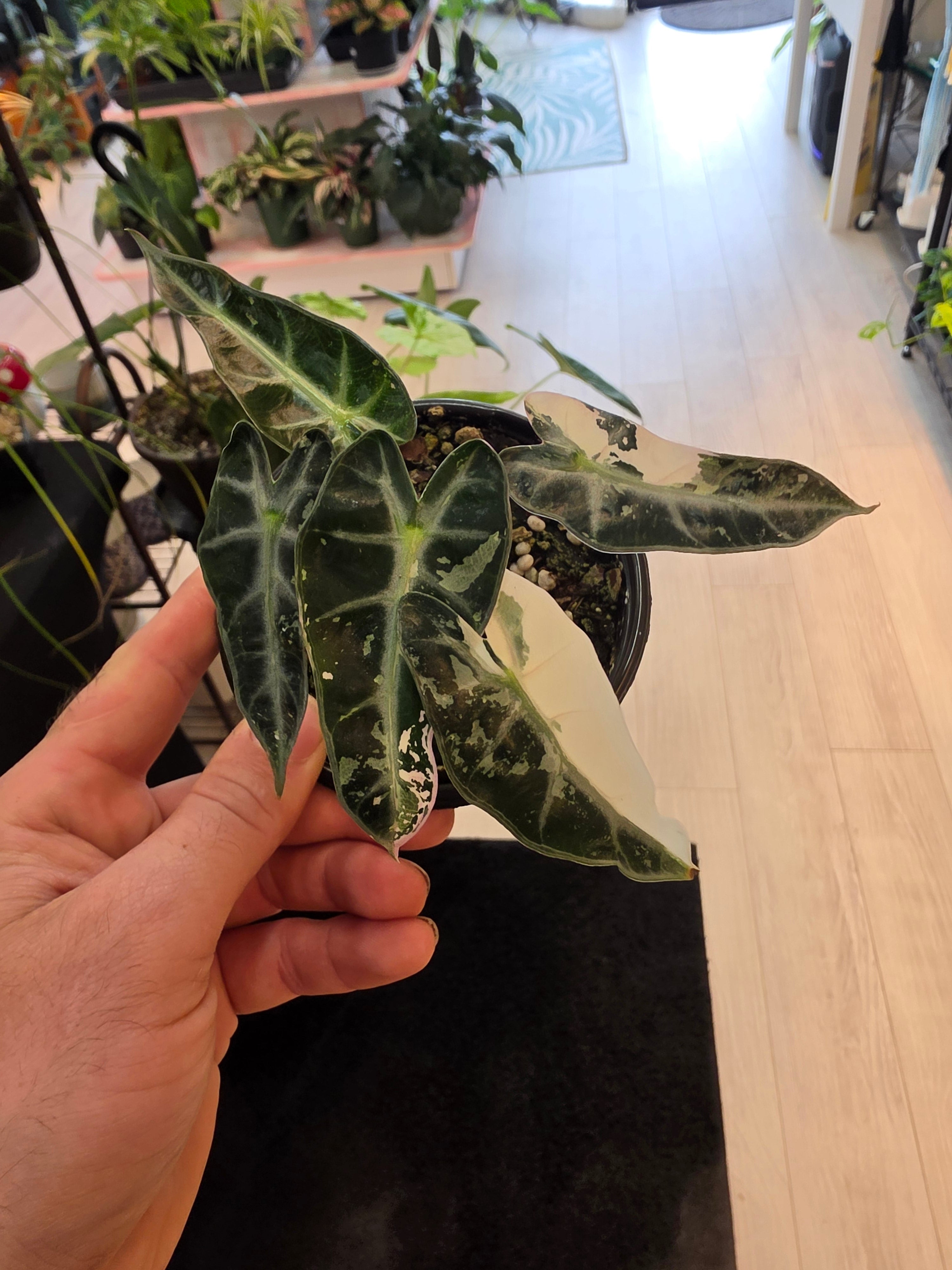 Alocasia Pink Bambino