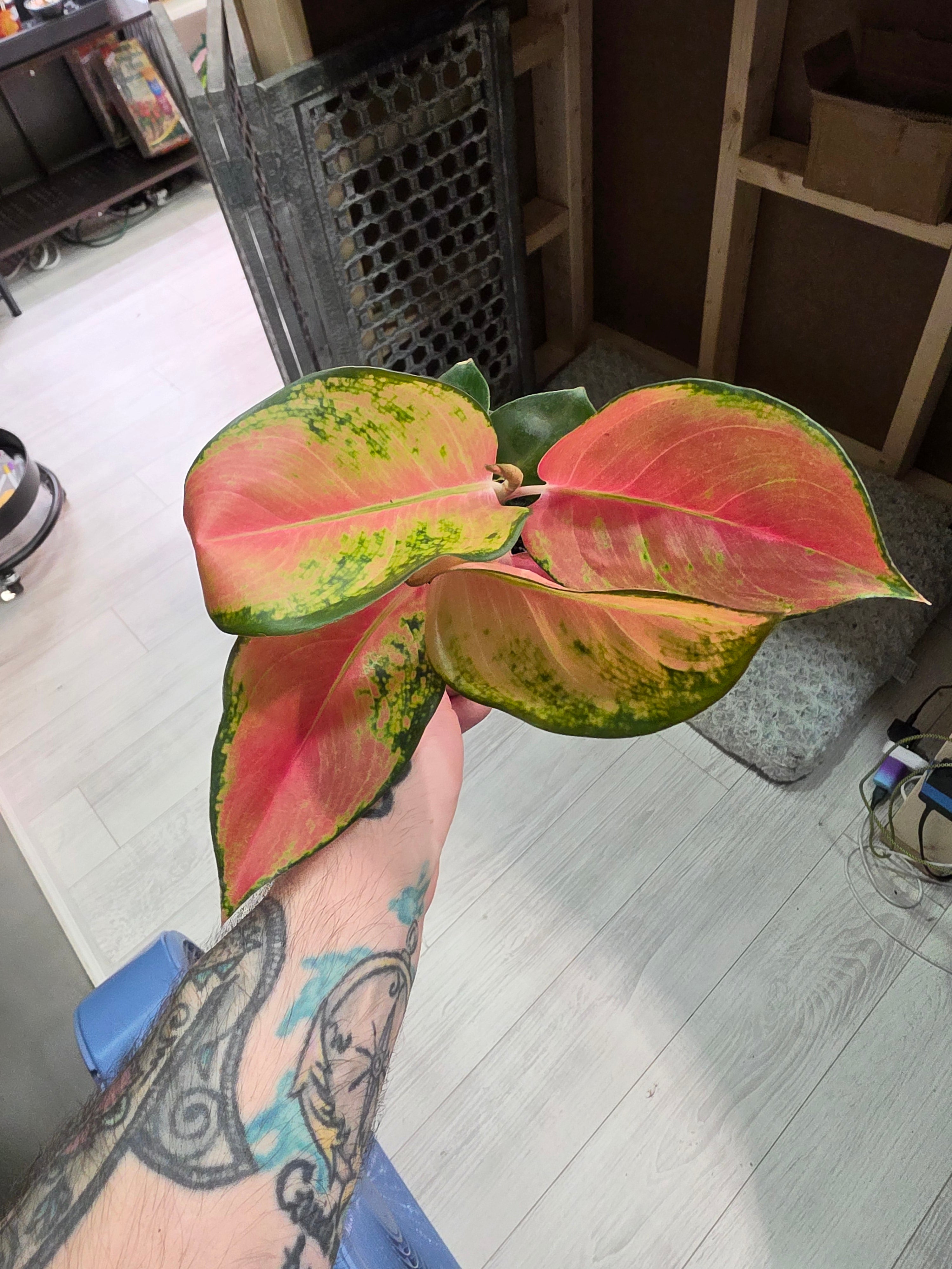 Agleonema China Red
