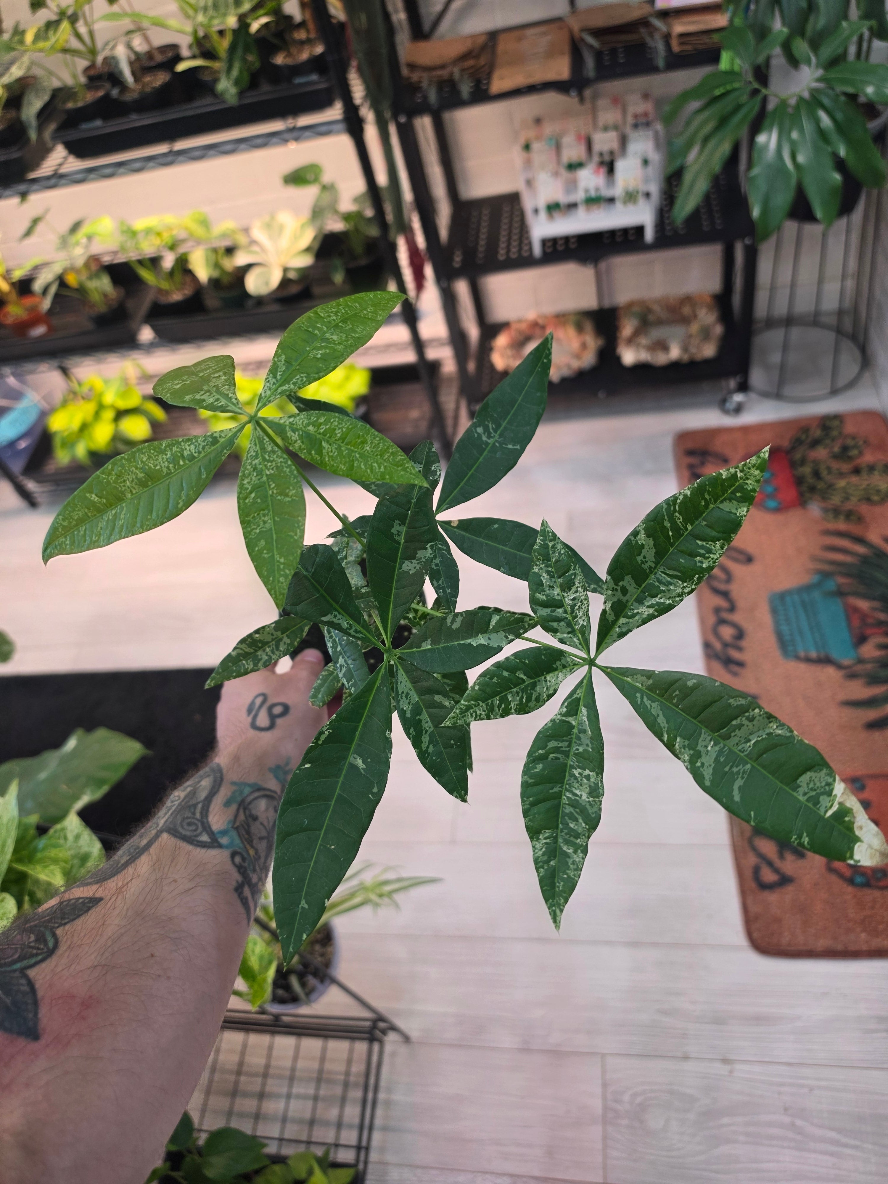 Variegated Money Tree