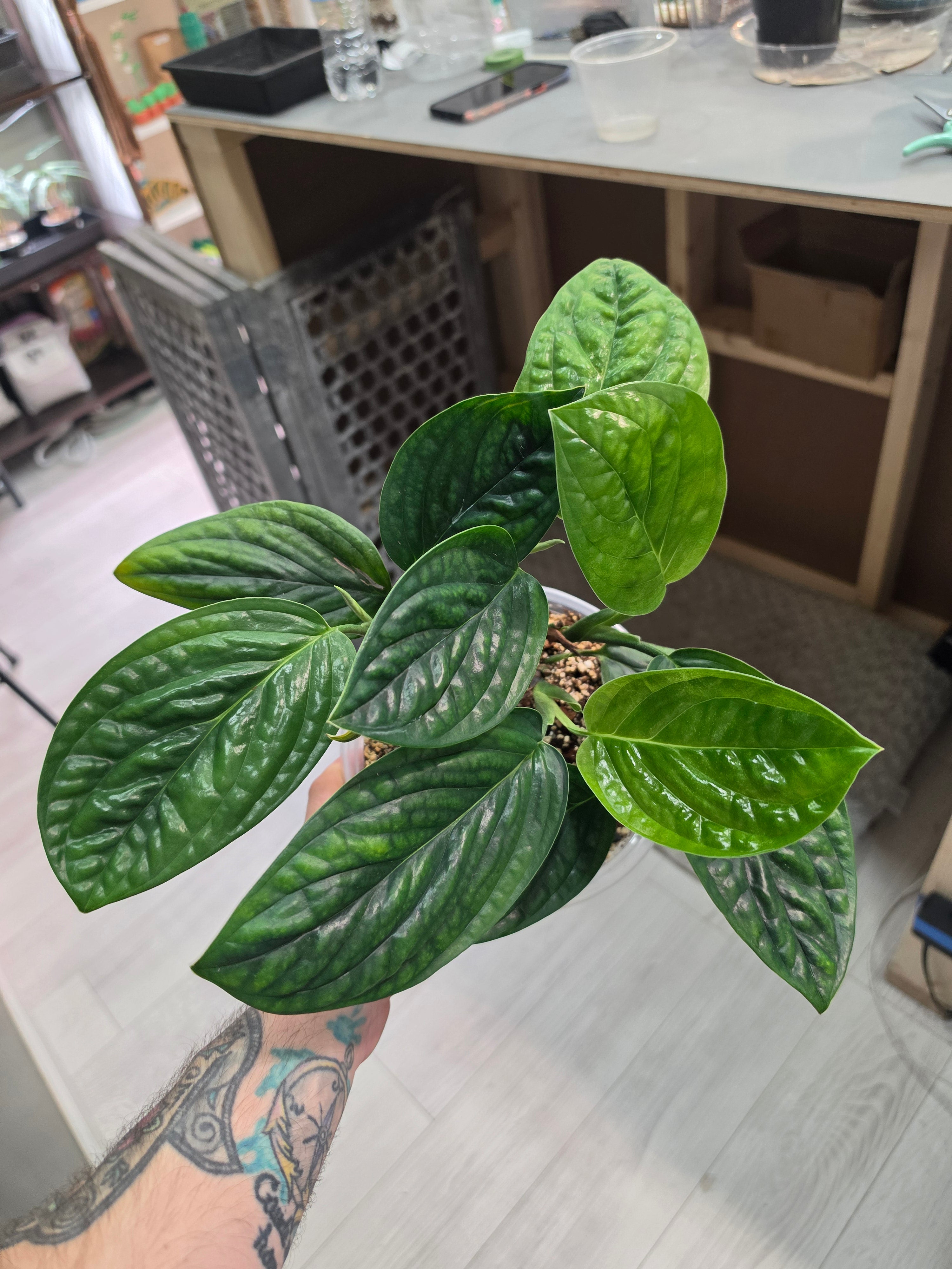 Monstera Peru