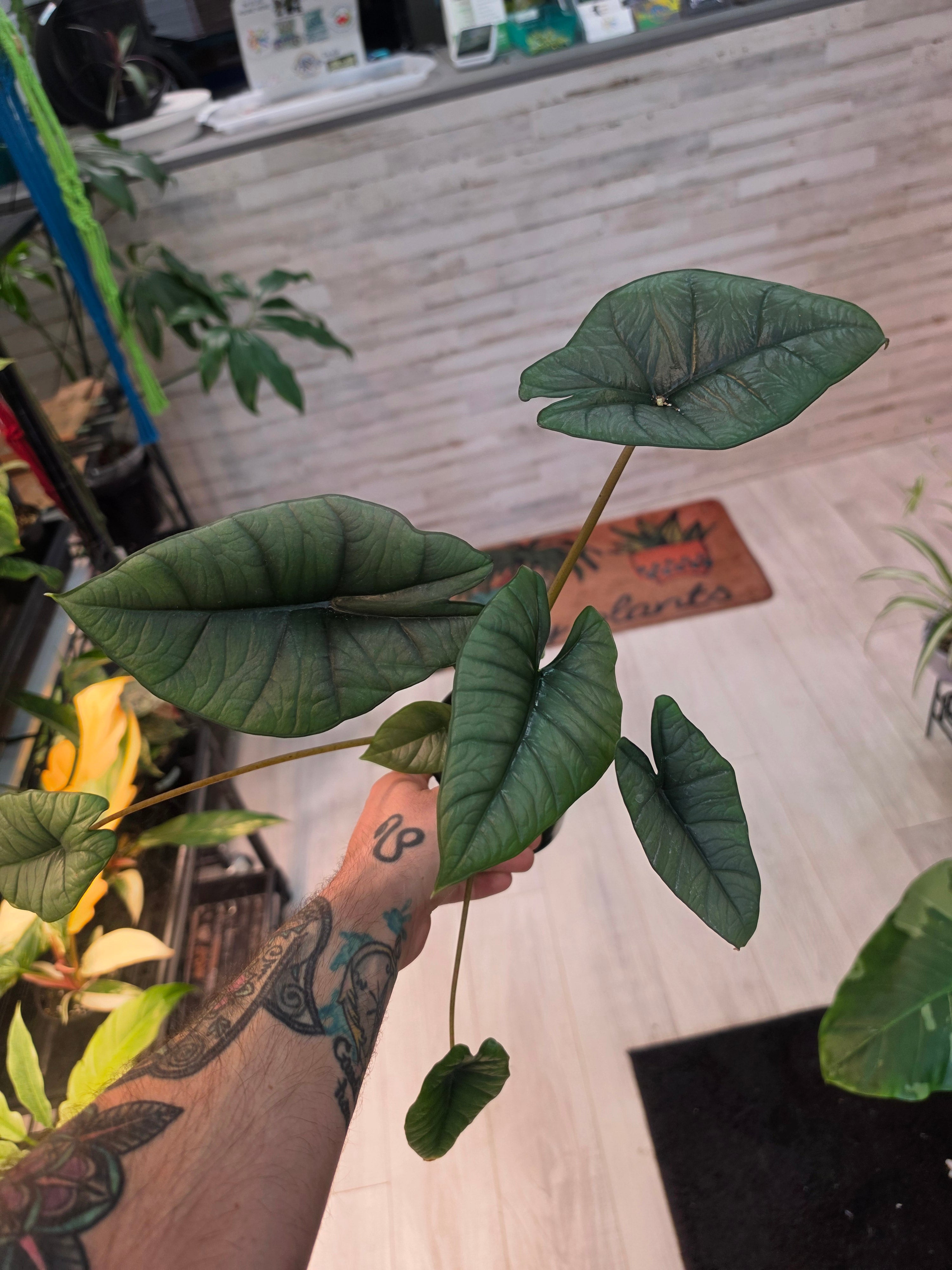 Alocasia Bisma