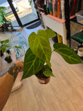 Anthurium Magnificum x Crystalinum