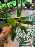 Philodendron White Wizard