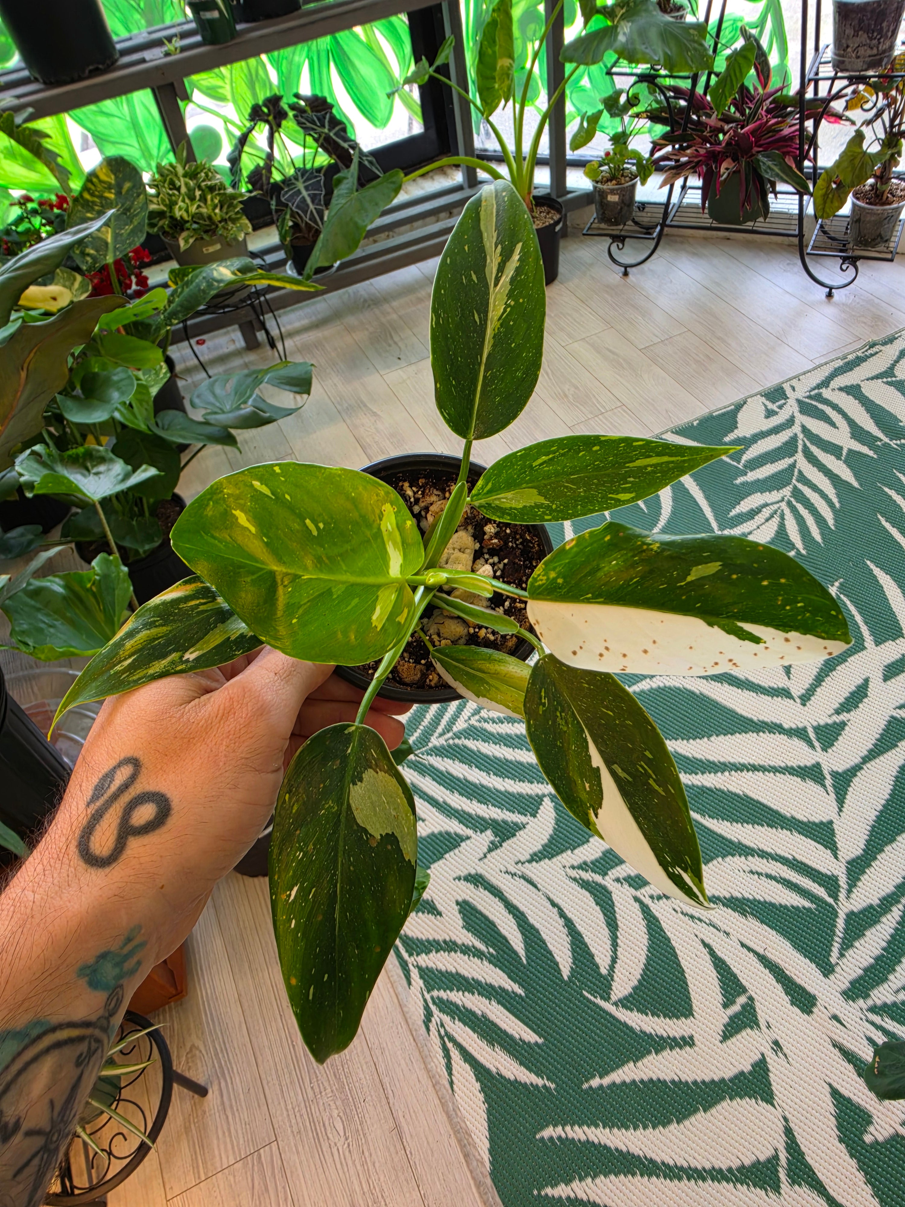 Philodendron White Wizard