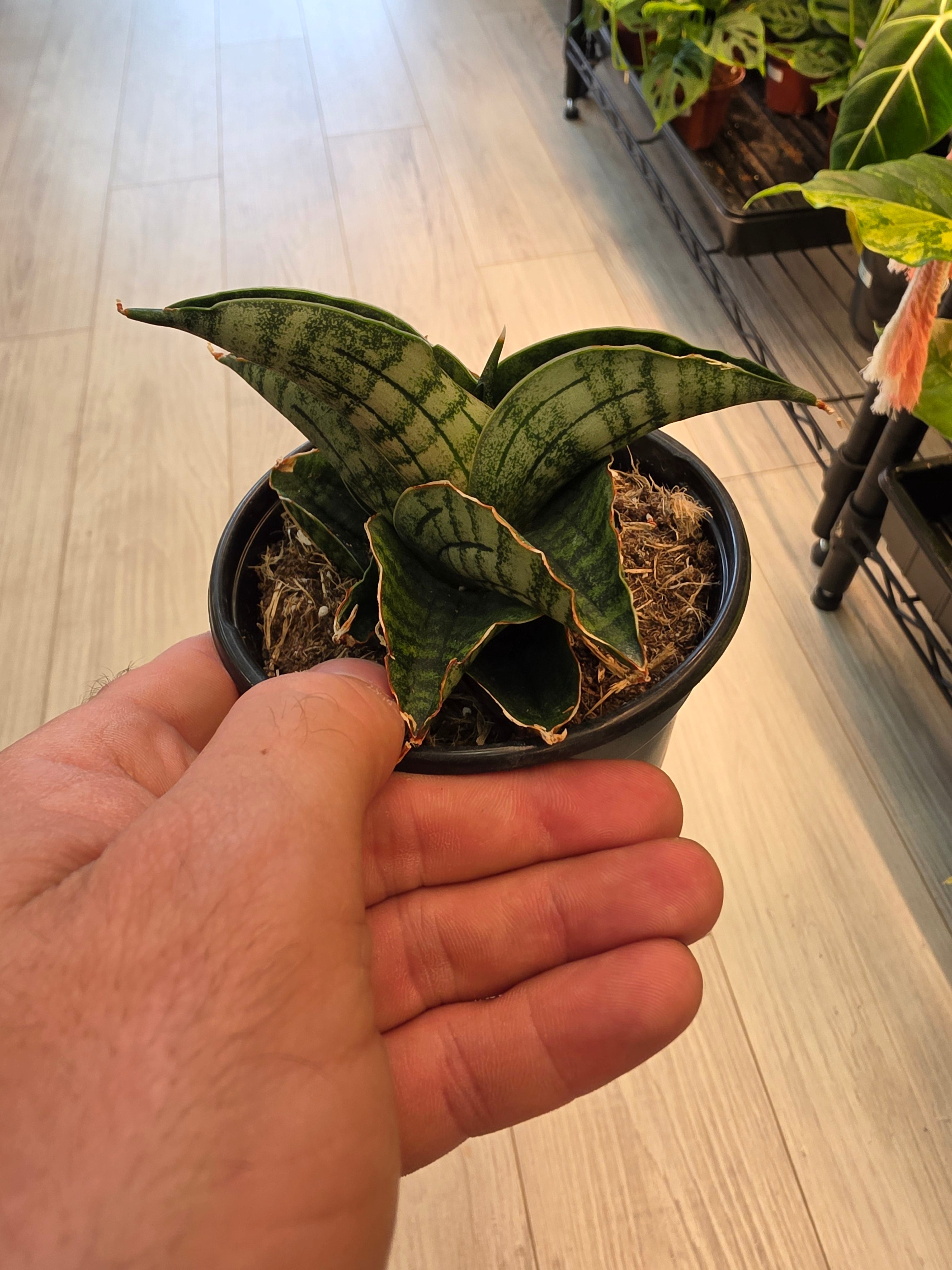 Sanseveria Lion Heart