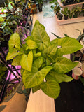 Syngonium White Butterfly