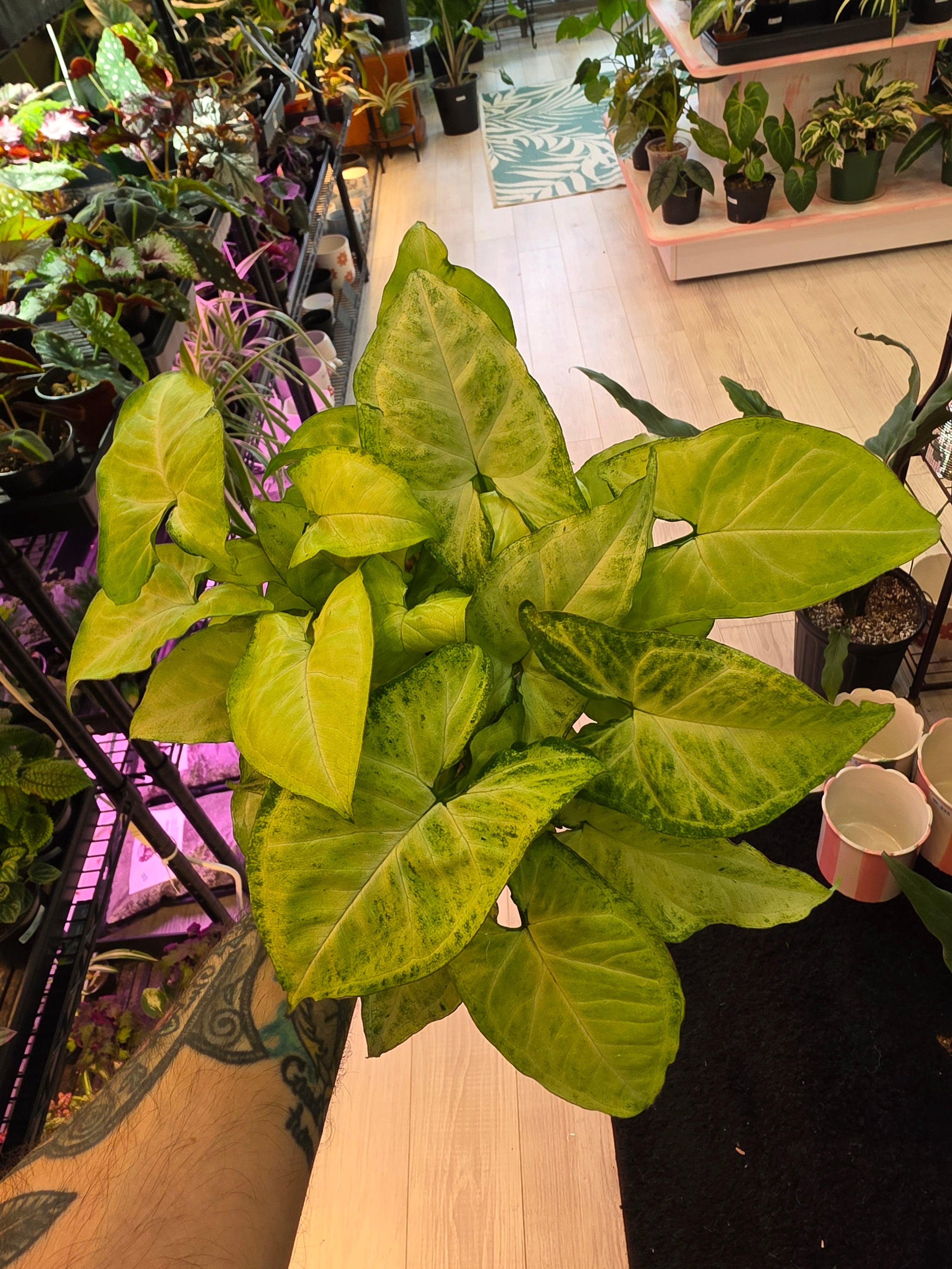 Syngonium White Butterfly