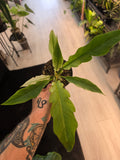 Philodendron Ring of Fire Mint