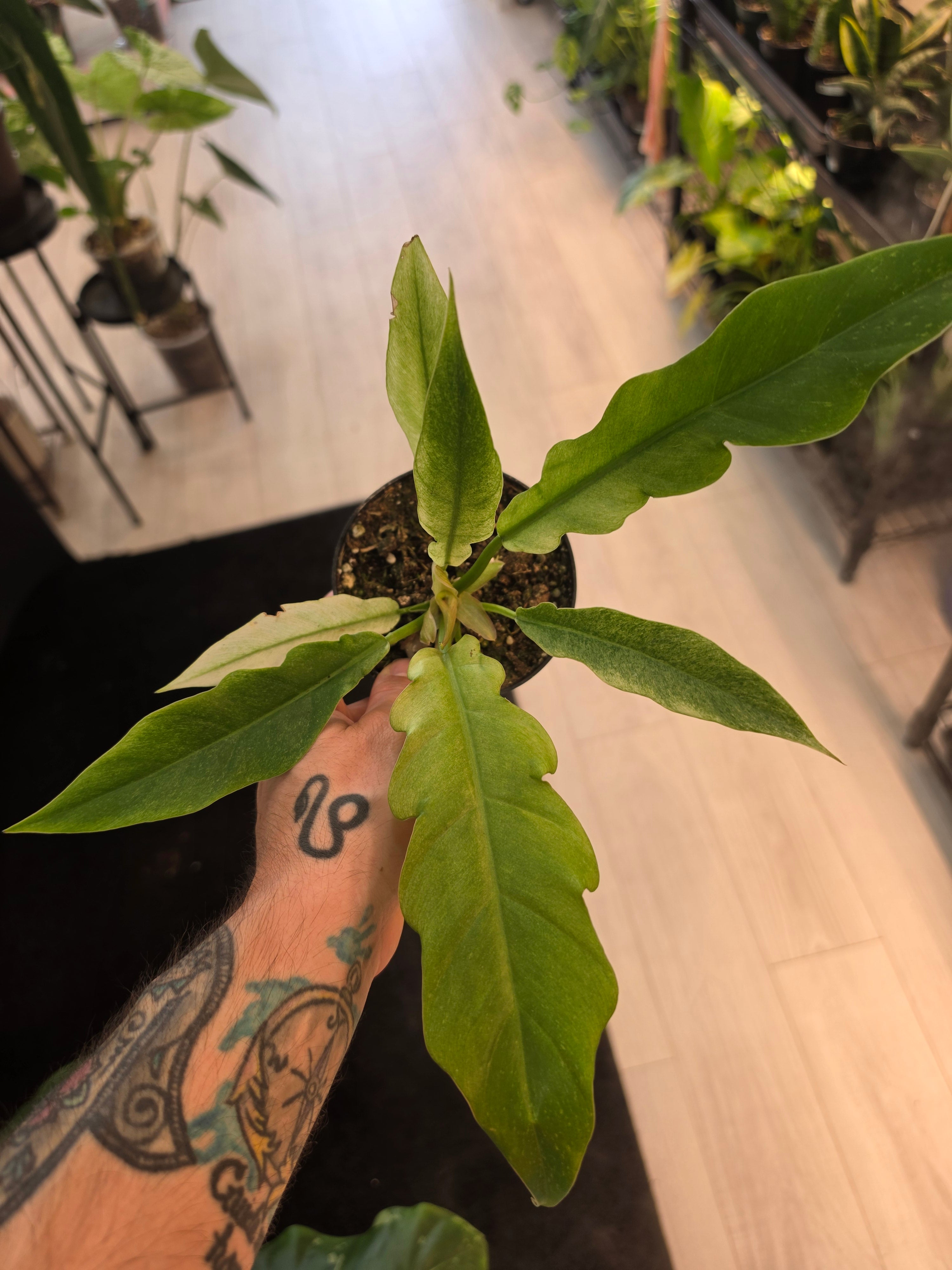 Philodendron Ring of Fire Mint