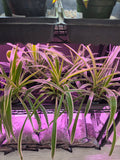 Spider Plants