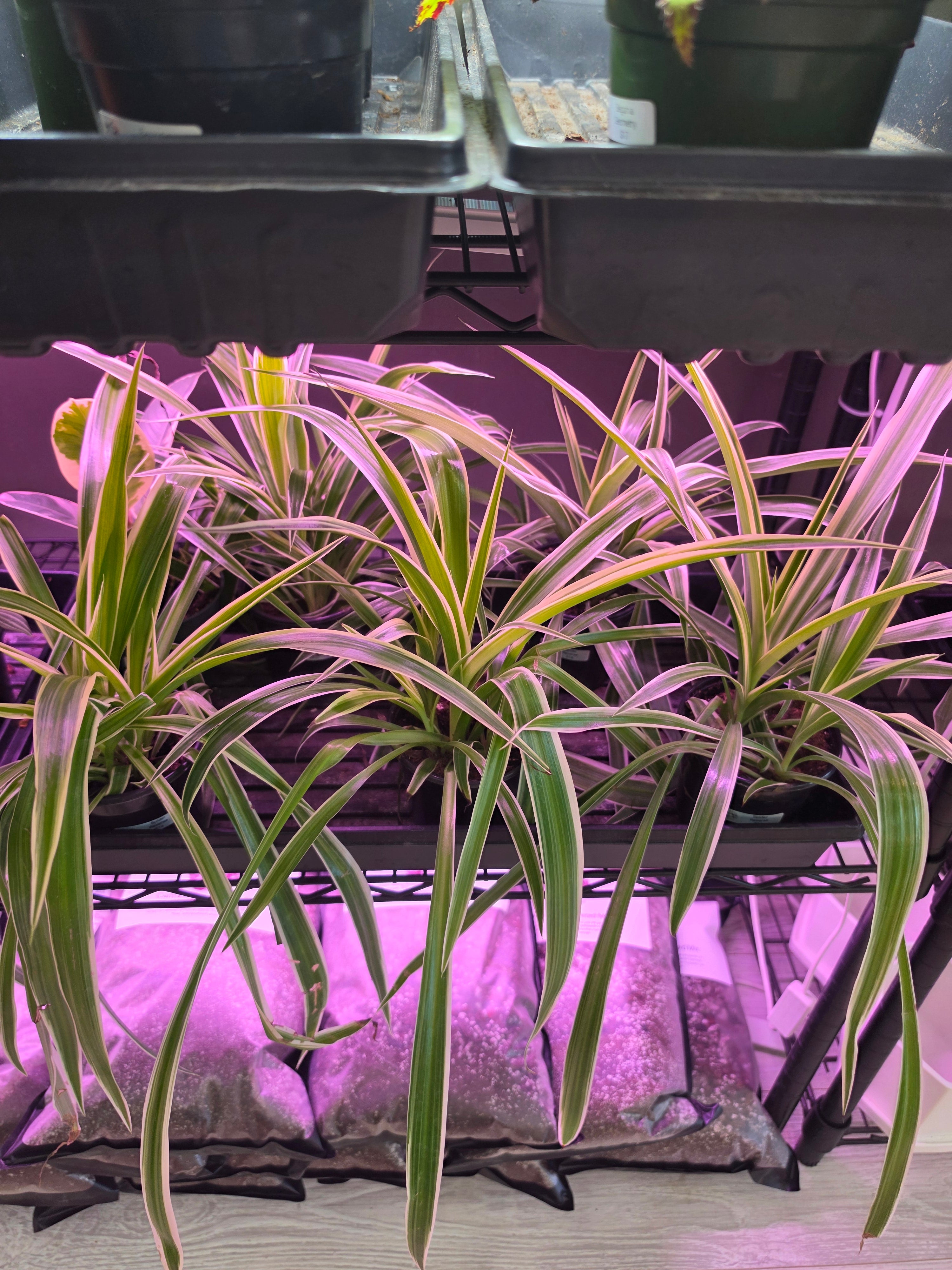 Spider Plants
