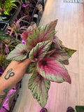 Rex Hybrid