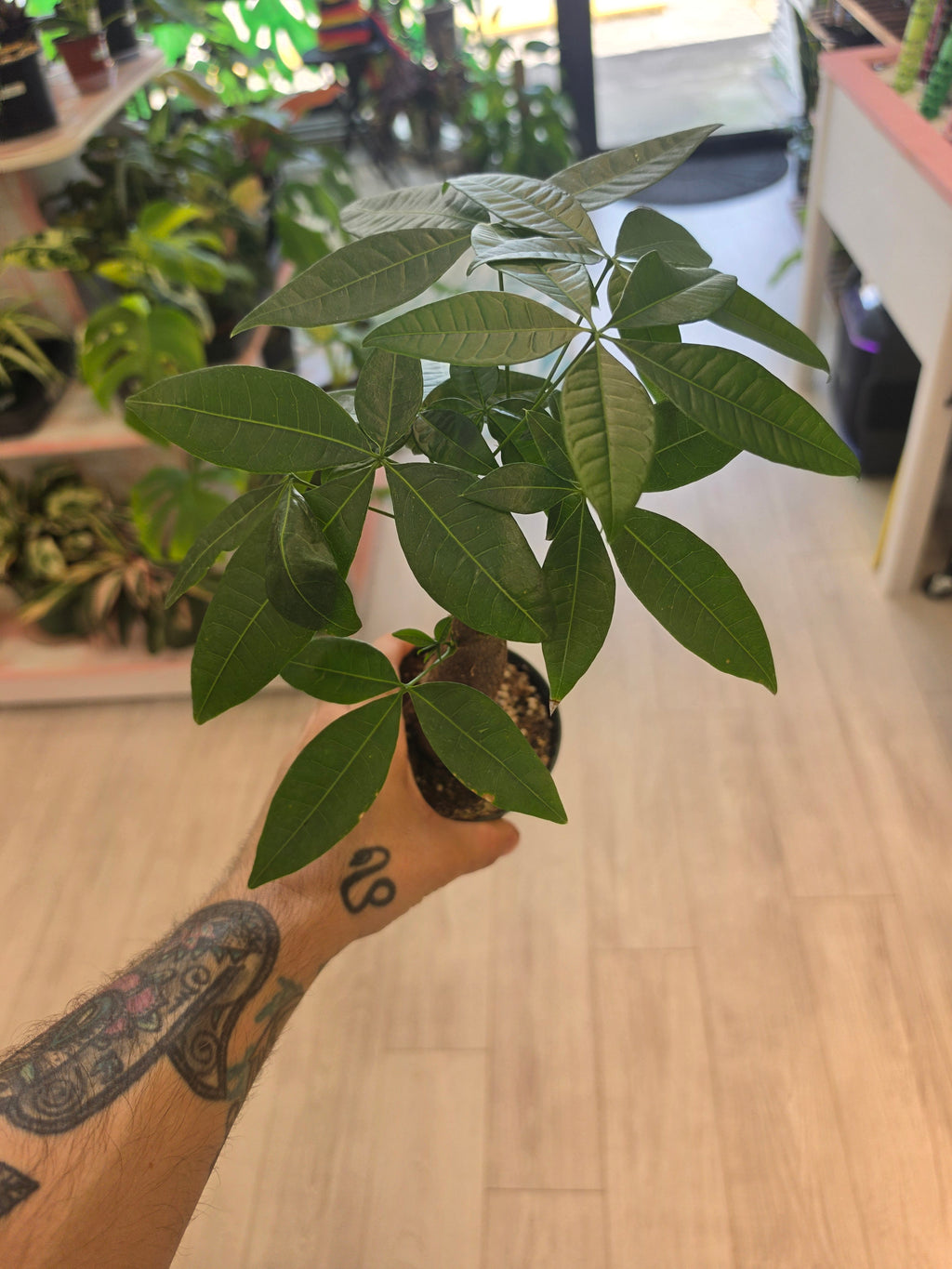Money Tree