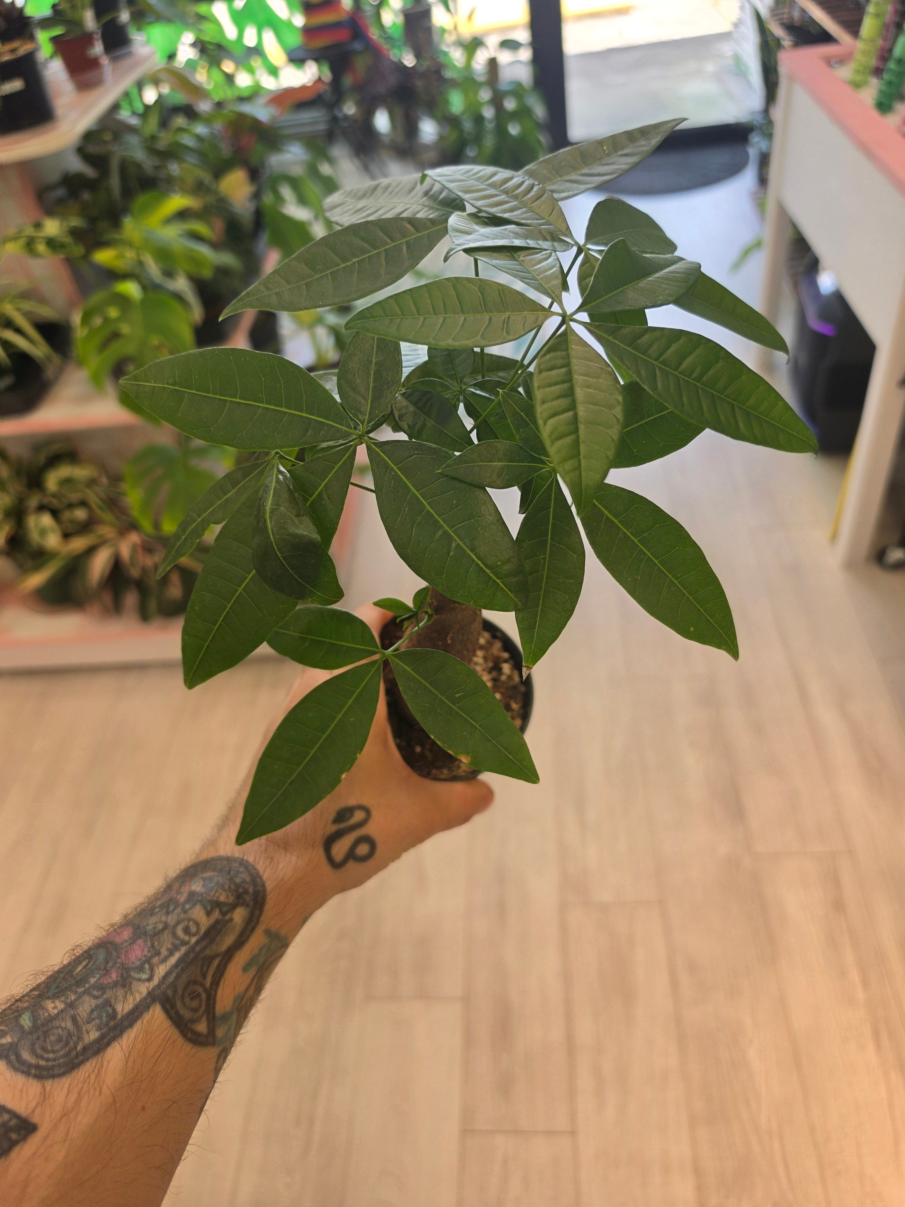 Money Tree