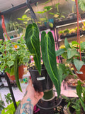 Anthurium Warocqueanem