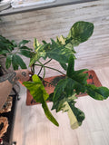Philodendron FL Beauty x Mayoi