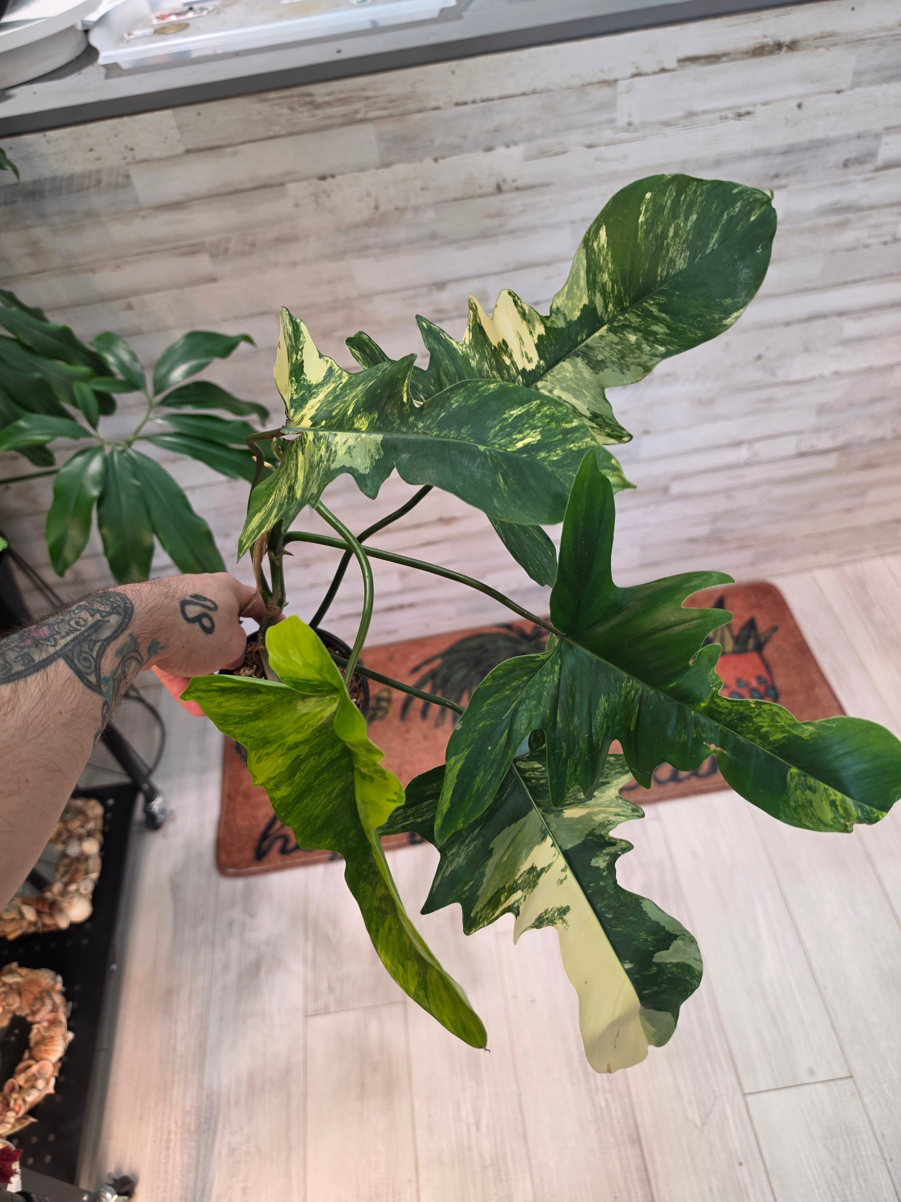 Philodendron FL Beauty x Mayoi