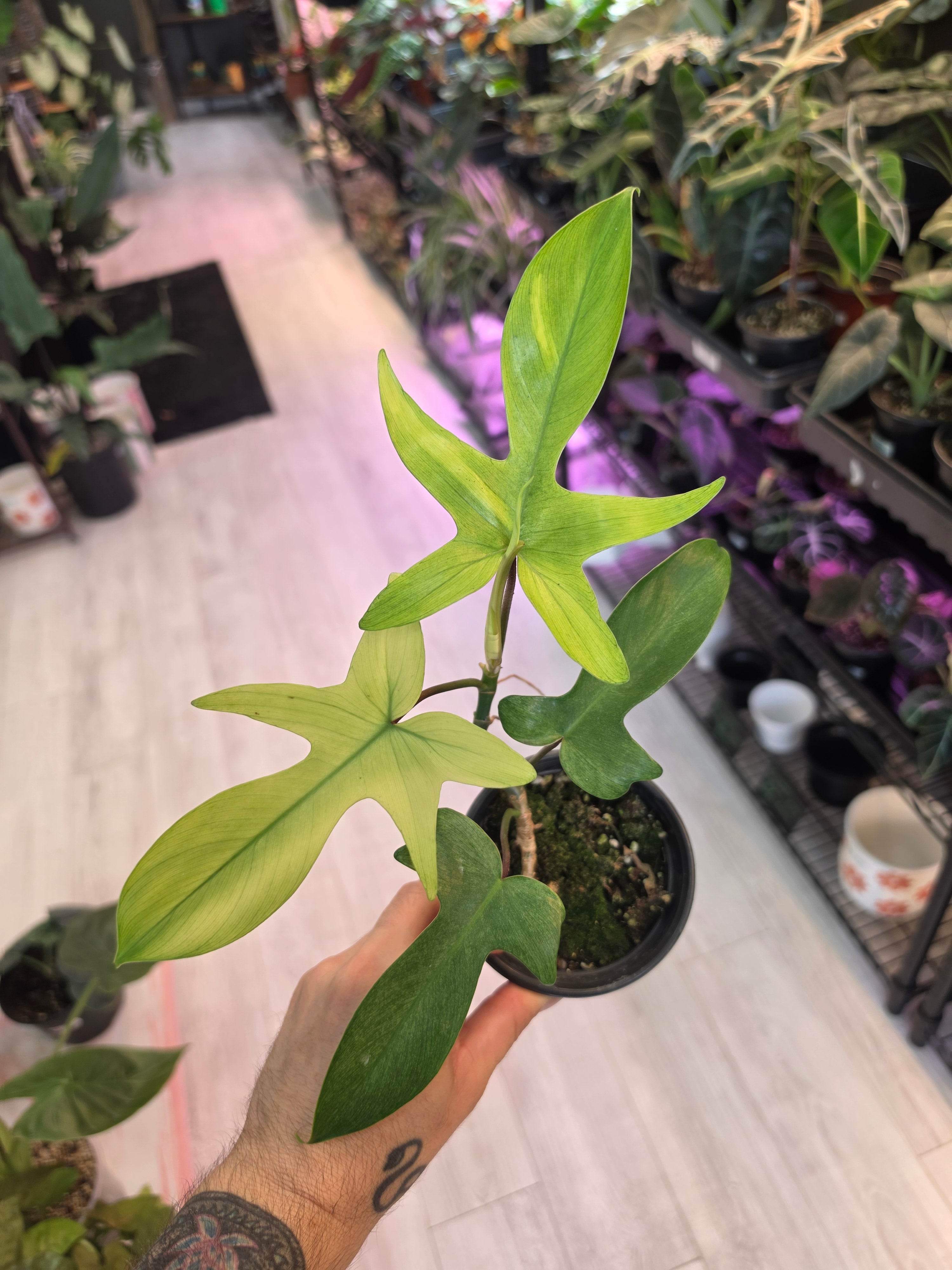 Philodendron Florida Ghost