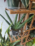 Sanseveria Starfish