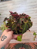 Begonia Black Velvet