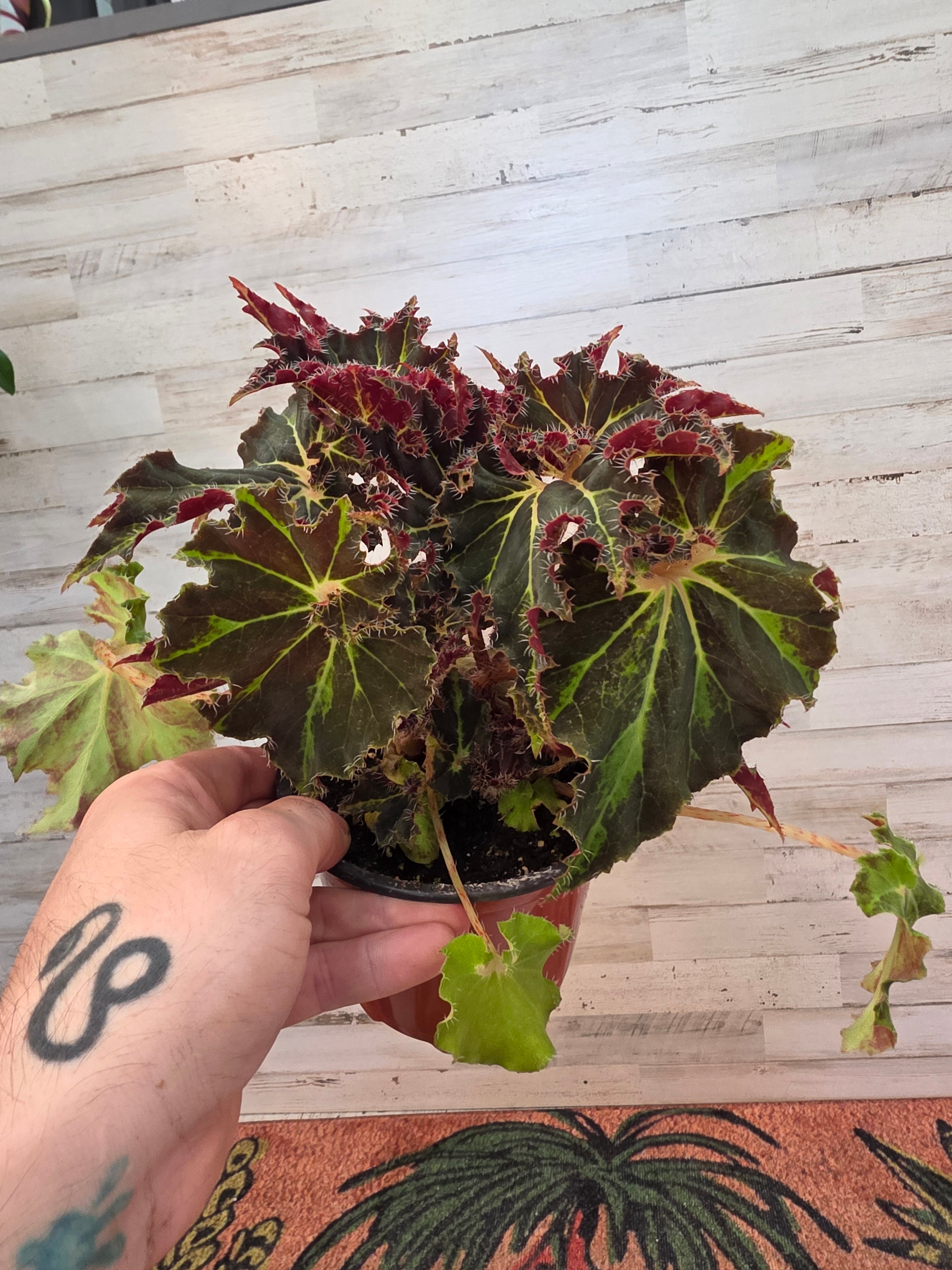 Begonia Black Velvet