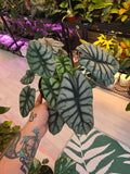 Alocasia Silver Dragon