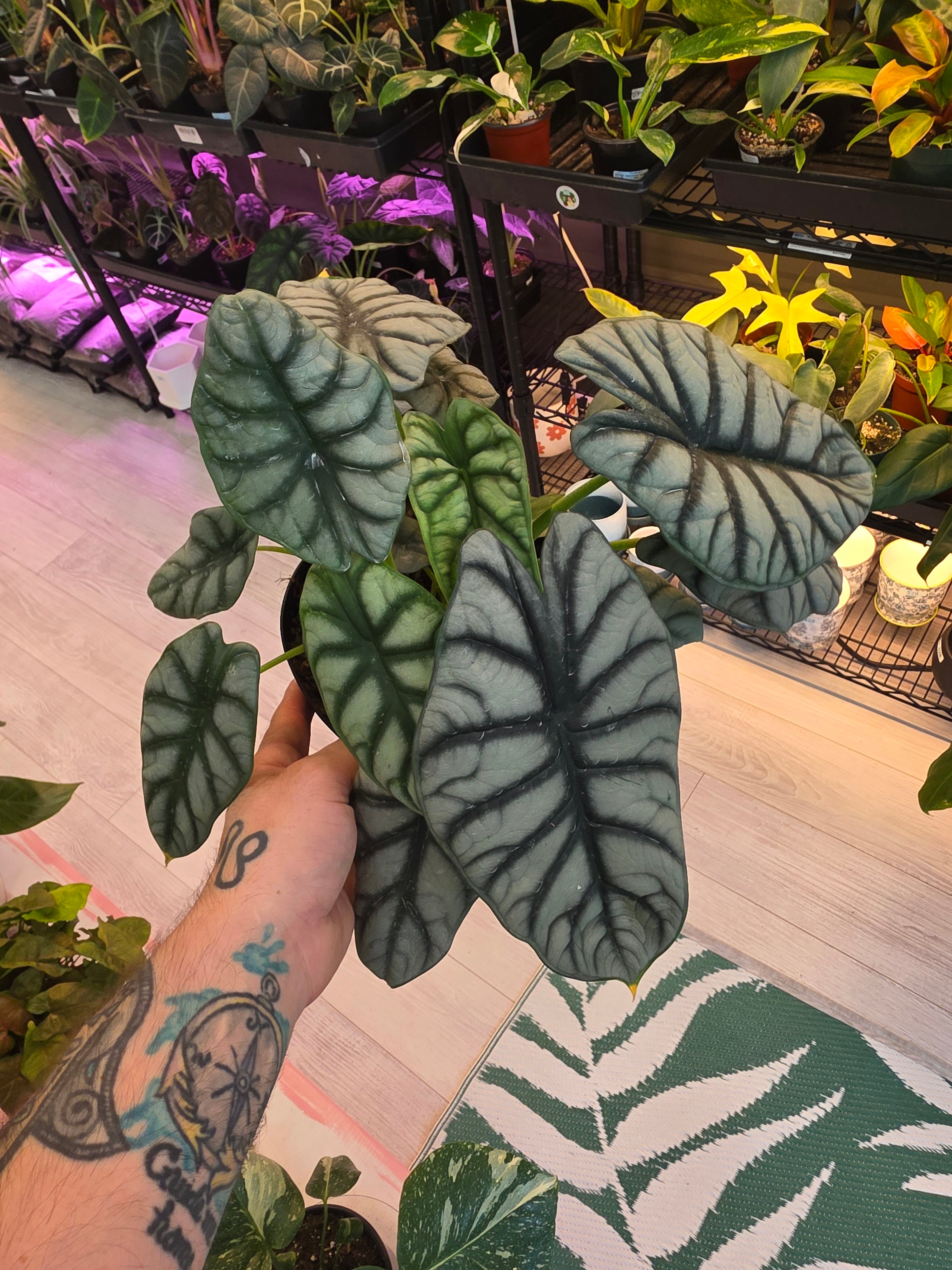 Alocasia Silver Dragon