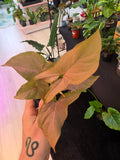 Syngonium Pink Perfection