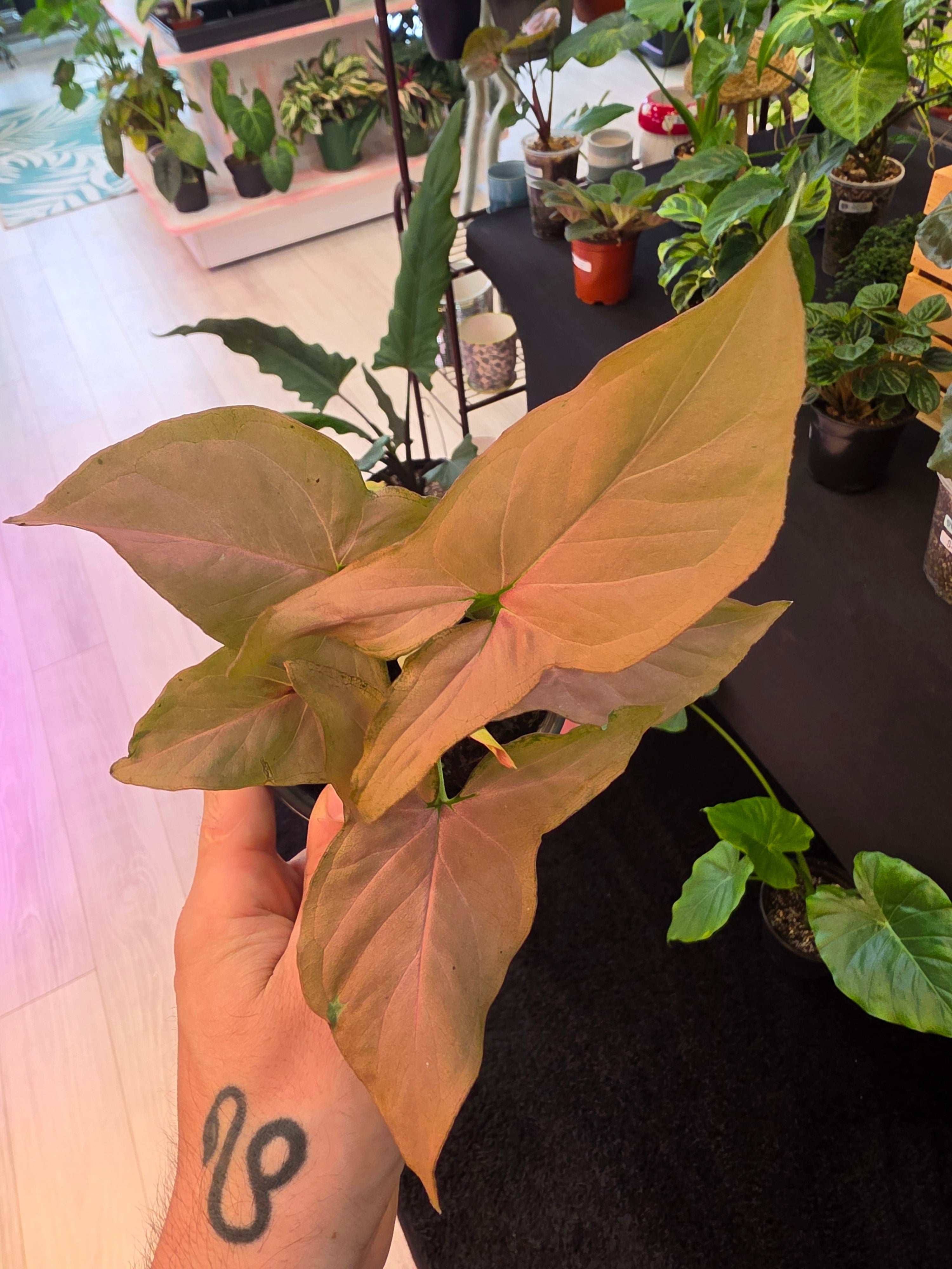 Syngonium Pink Perfection