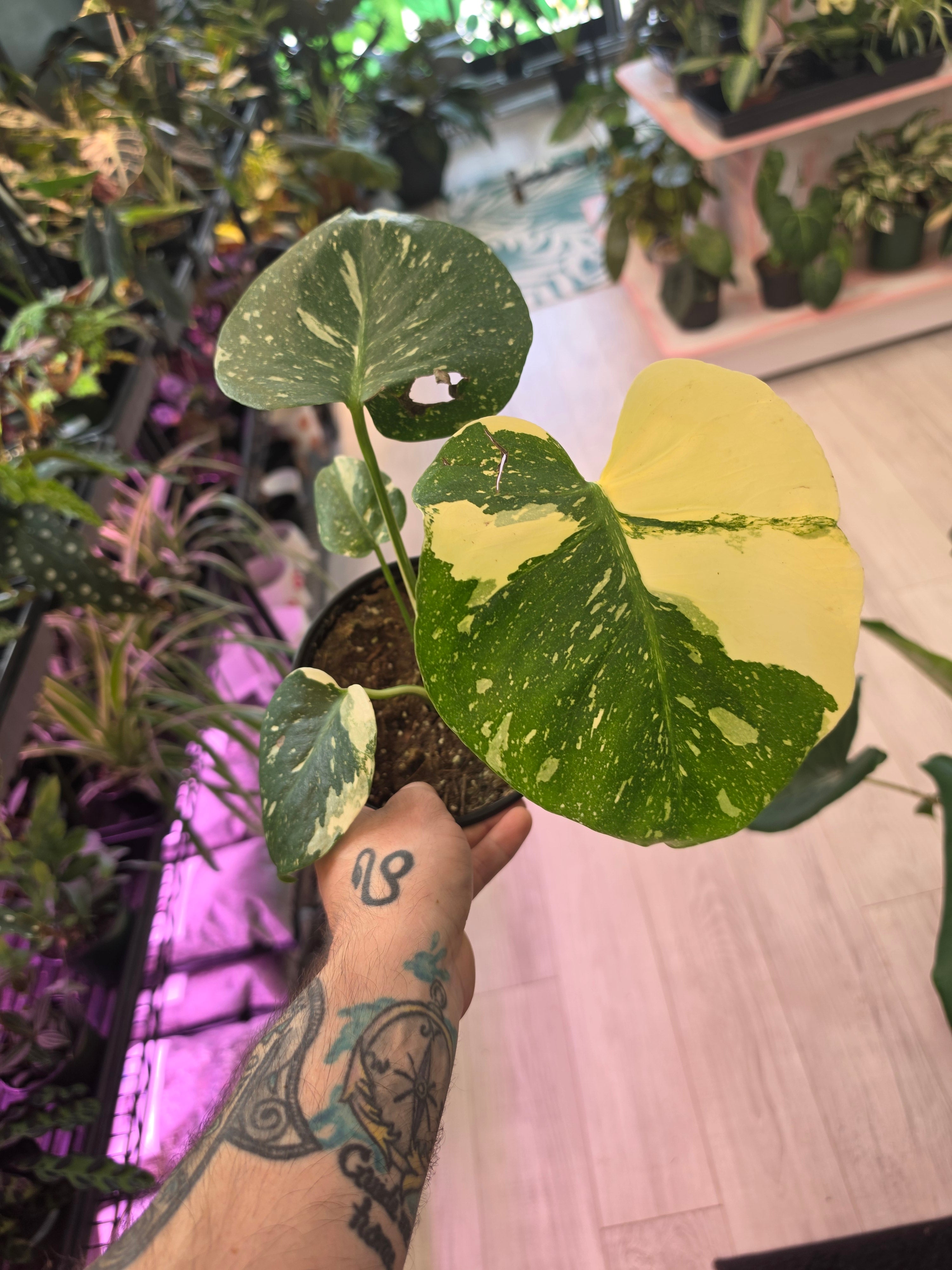 Monstera Thai Con