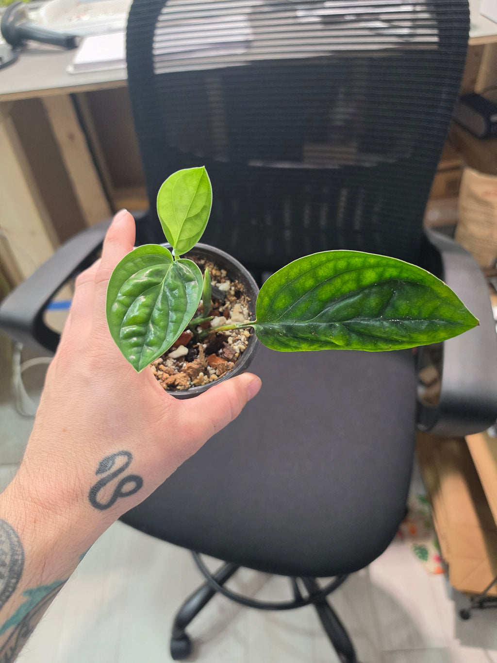 Monstera Peru