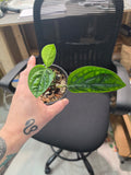Monstera Peru