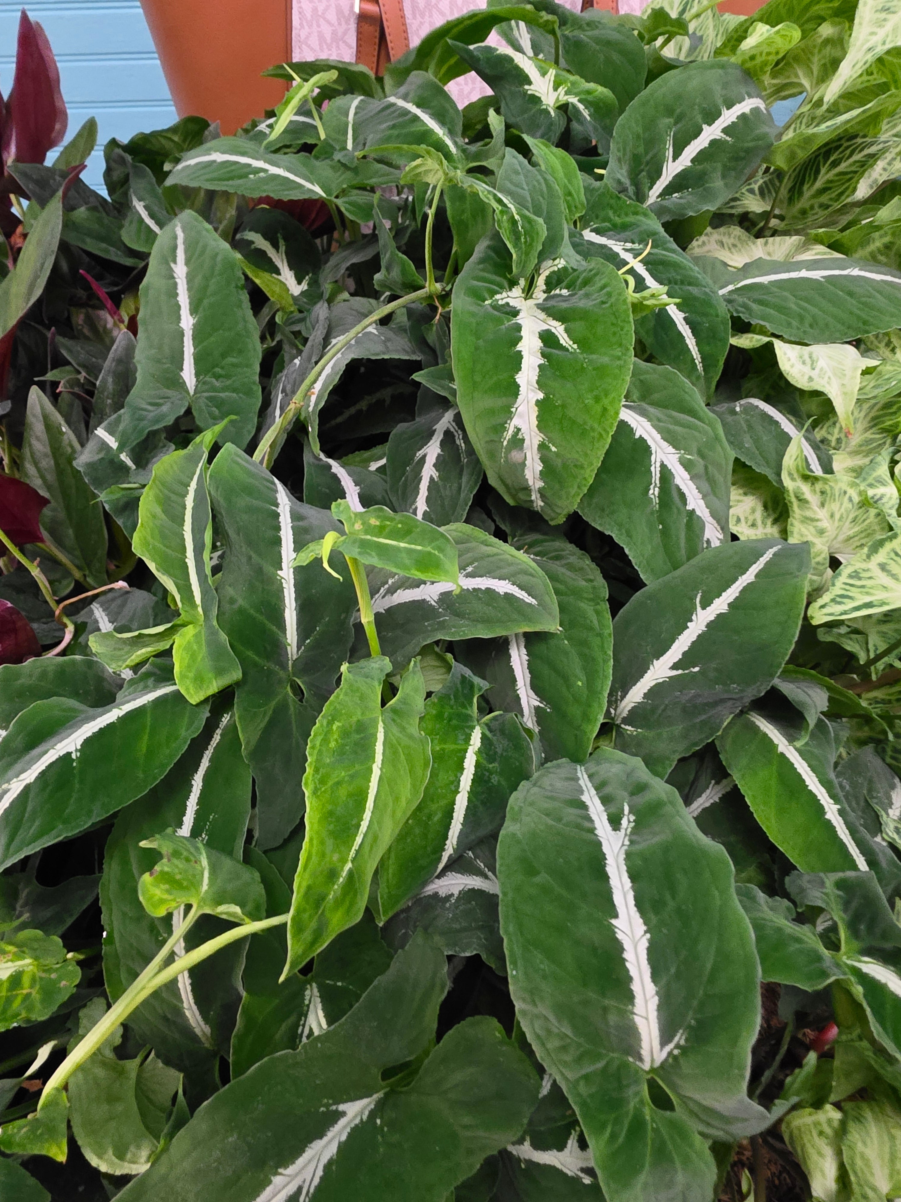 Syngonium Wendlandii