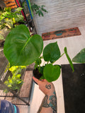 Monstera Deliciosa