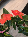 Anthurium Orange Flower