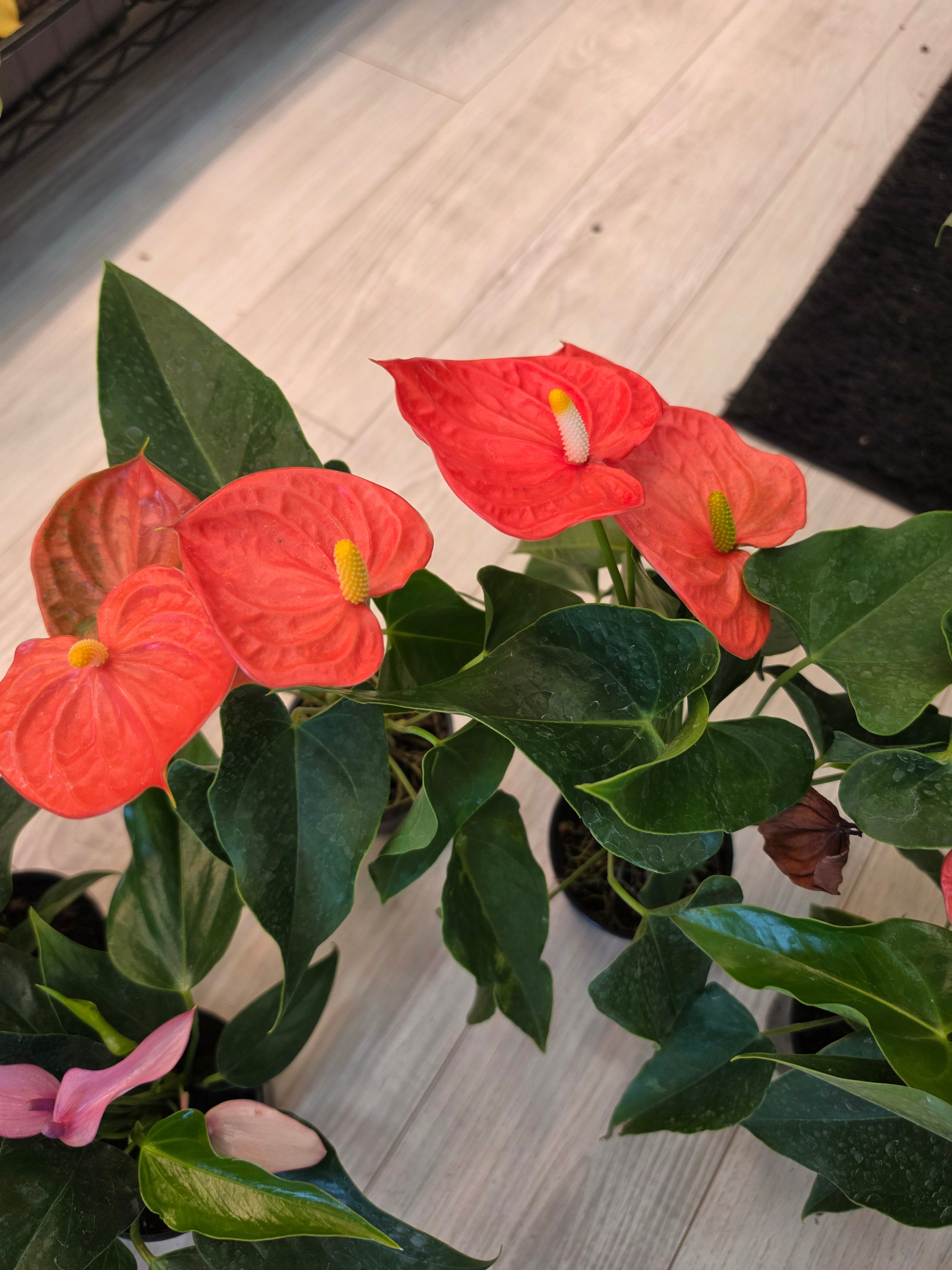 Anthurium Orange Flower