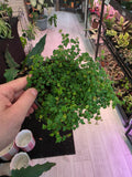 String of Frogs