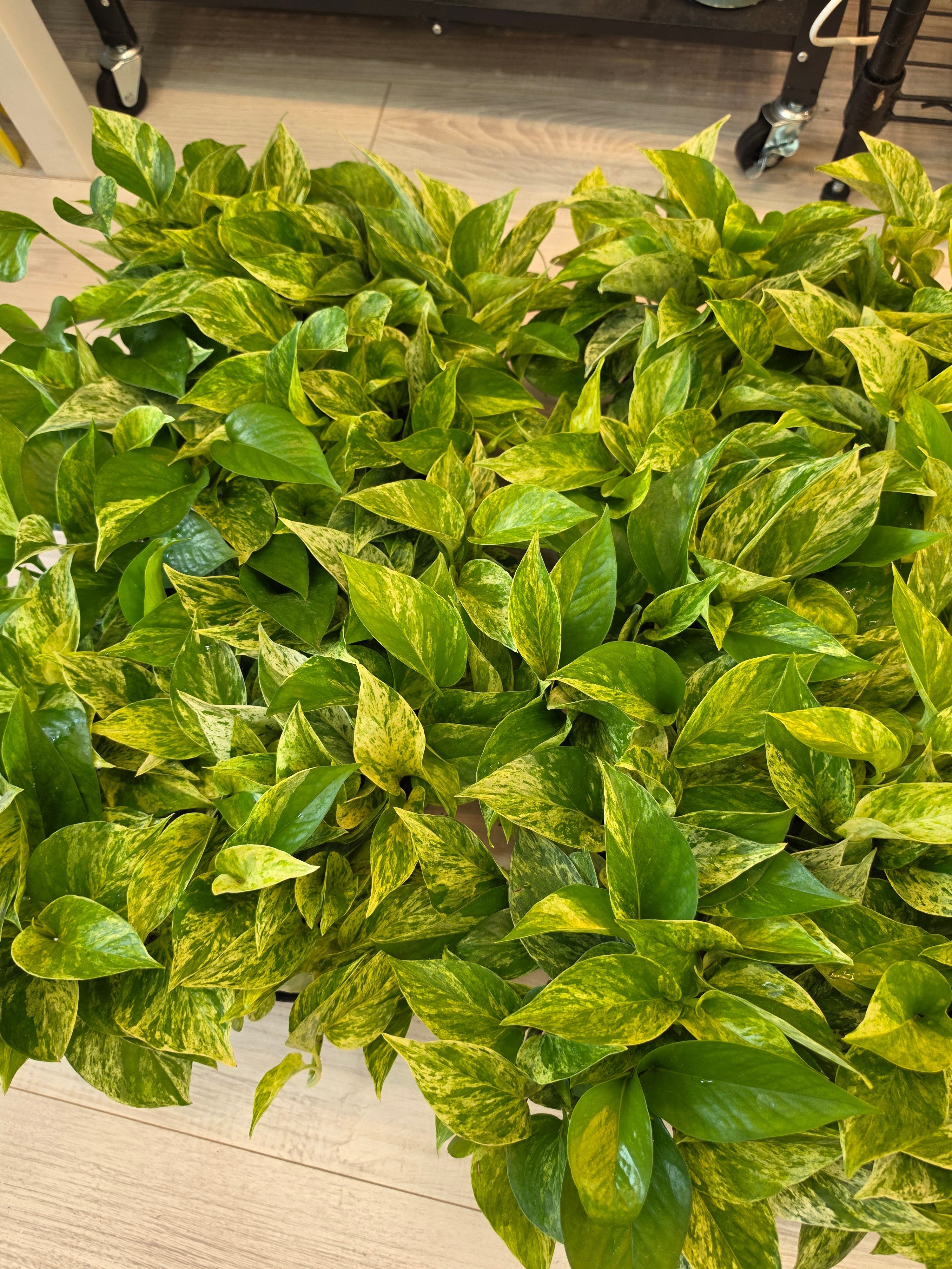 Marble Queen Pothos