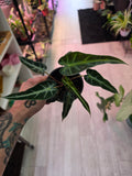 Alocasia Bambino