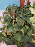 Philodendron Micans