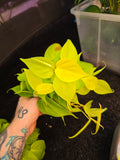 Philodendron Neon Heartleaf
