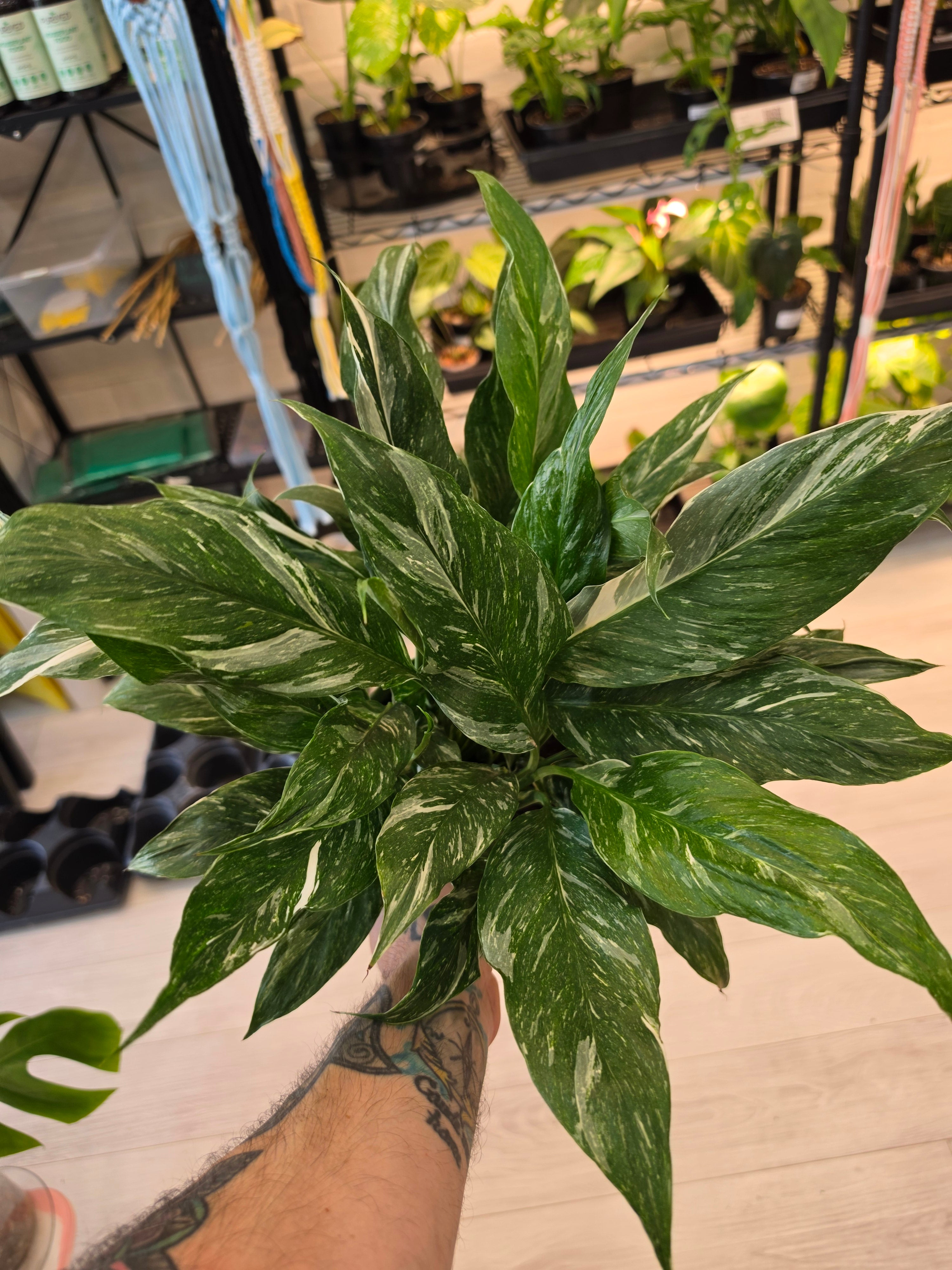 Spathiphyllum 'Jet Diamond'