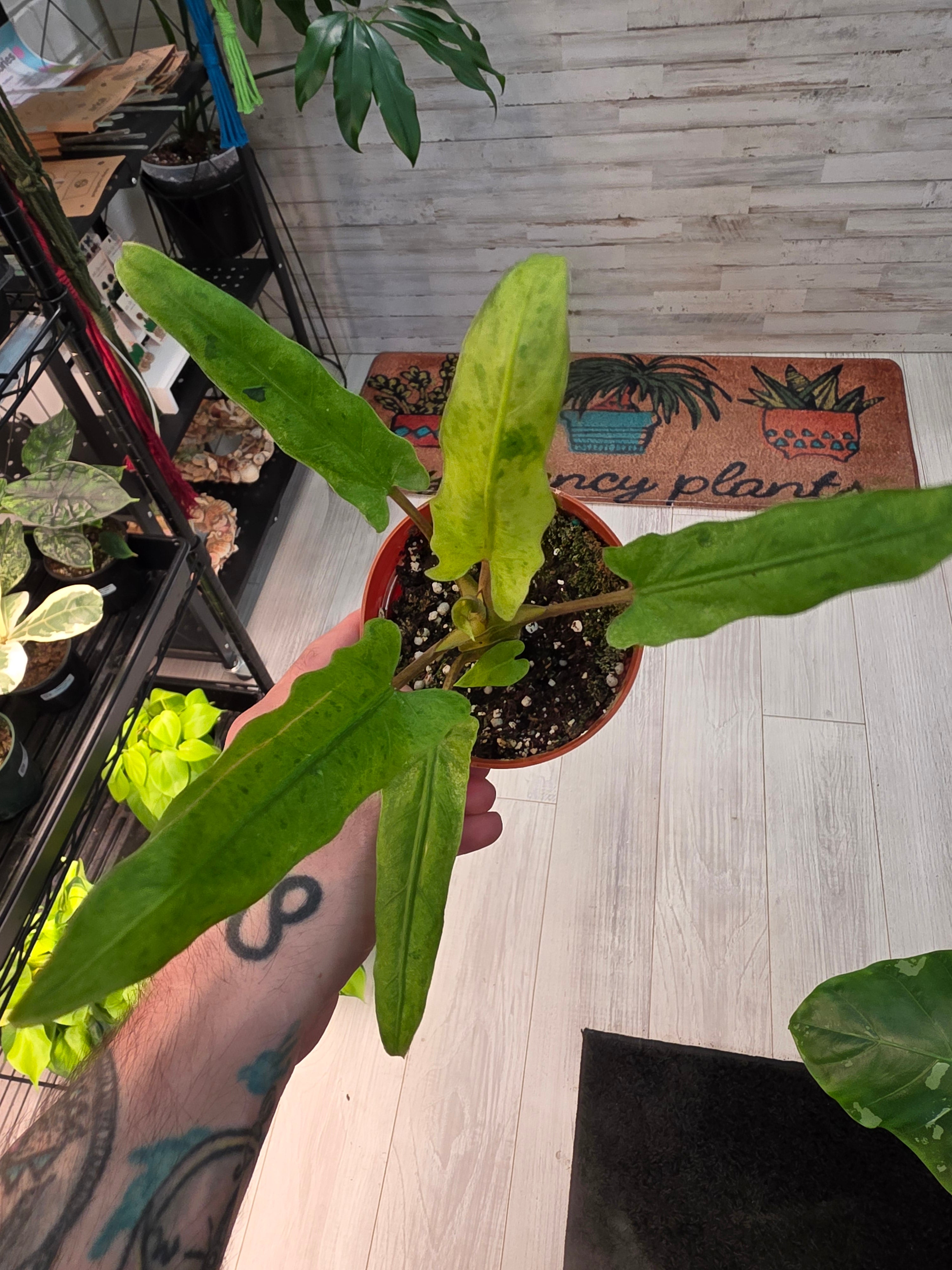 Alocasia Lauterbachiana Mint