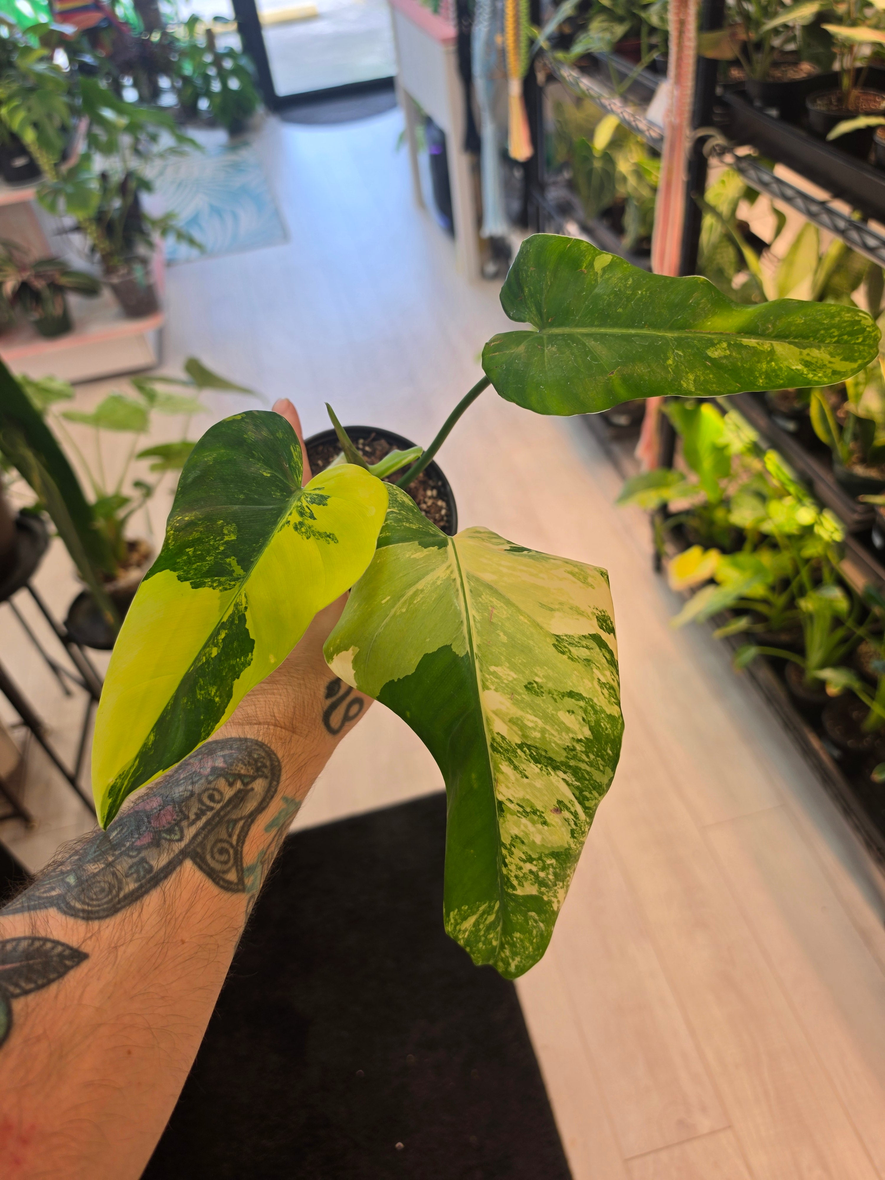 Philodendron Variegated Domesticum