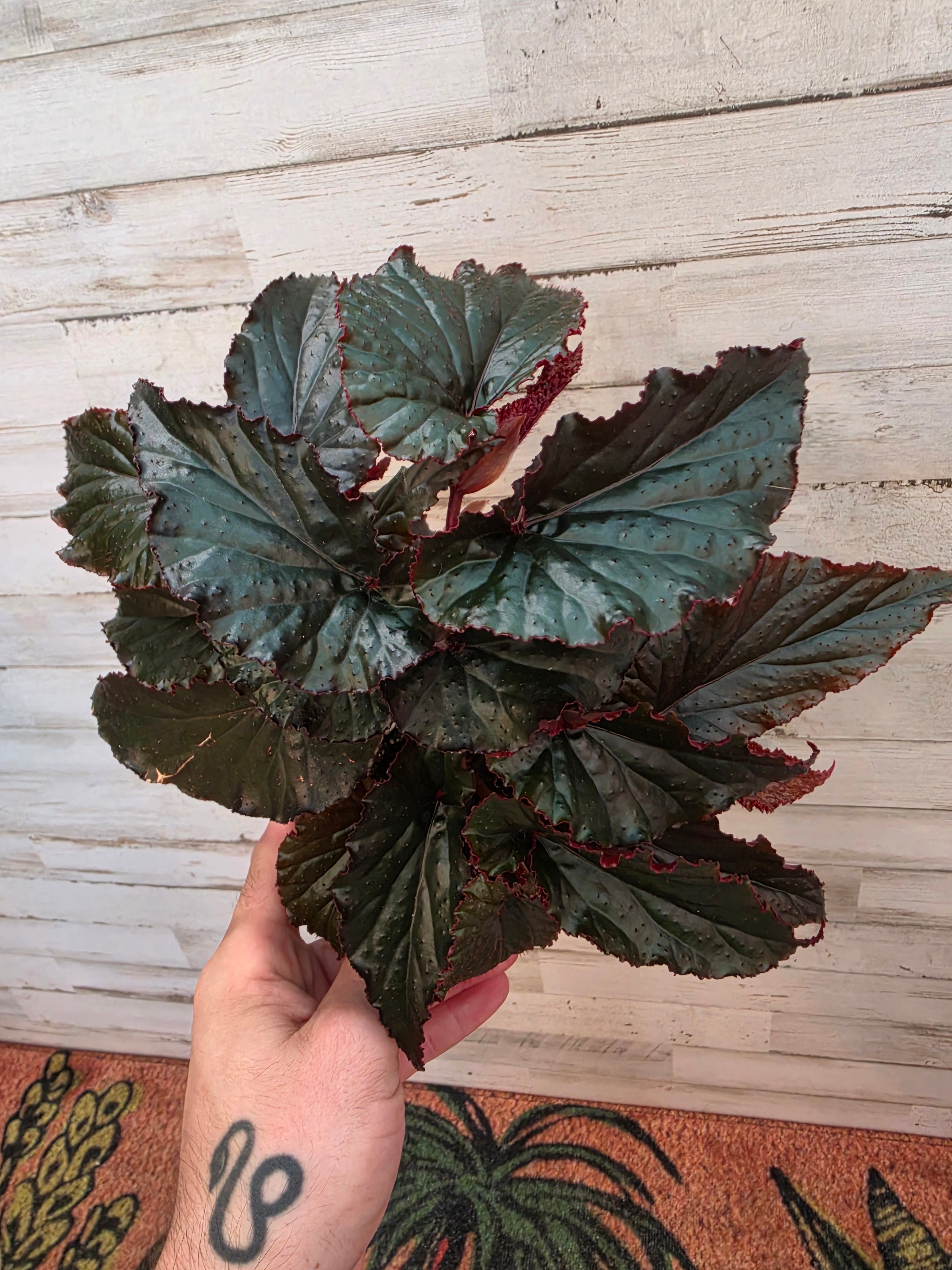 Begonia Black Magic