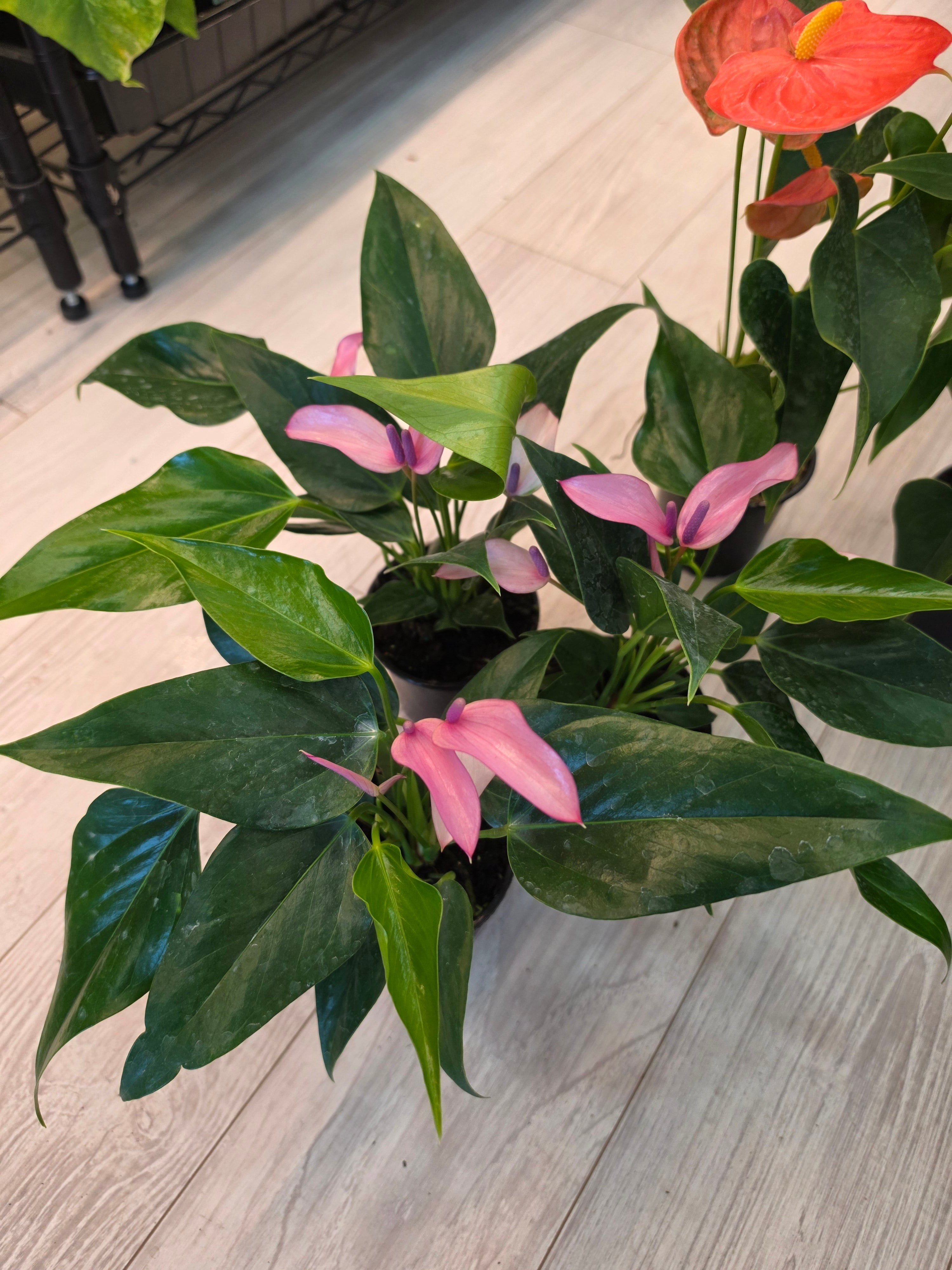 Anthurium Purple Flower