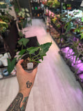Alocasia Teletubbies