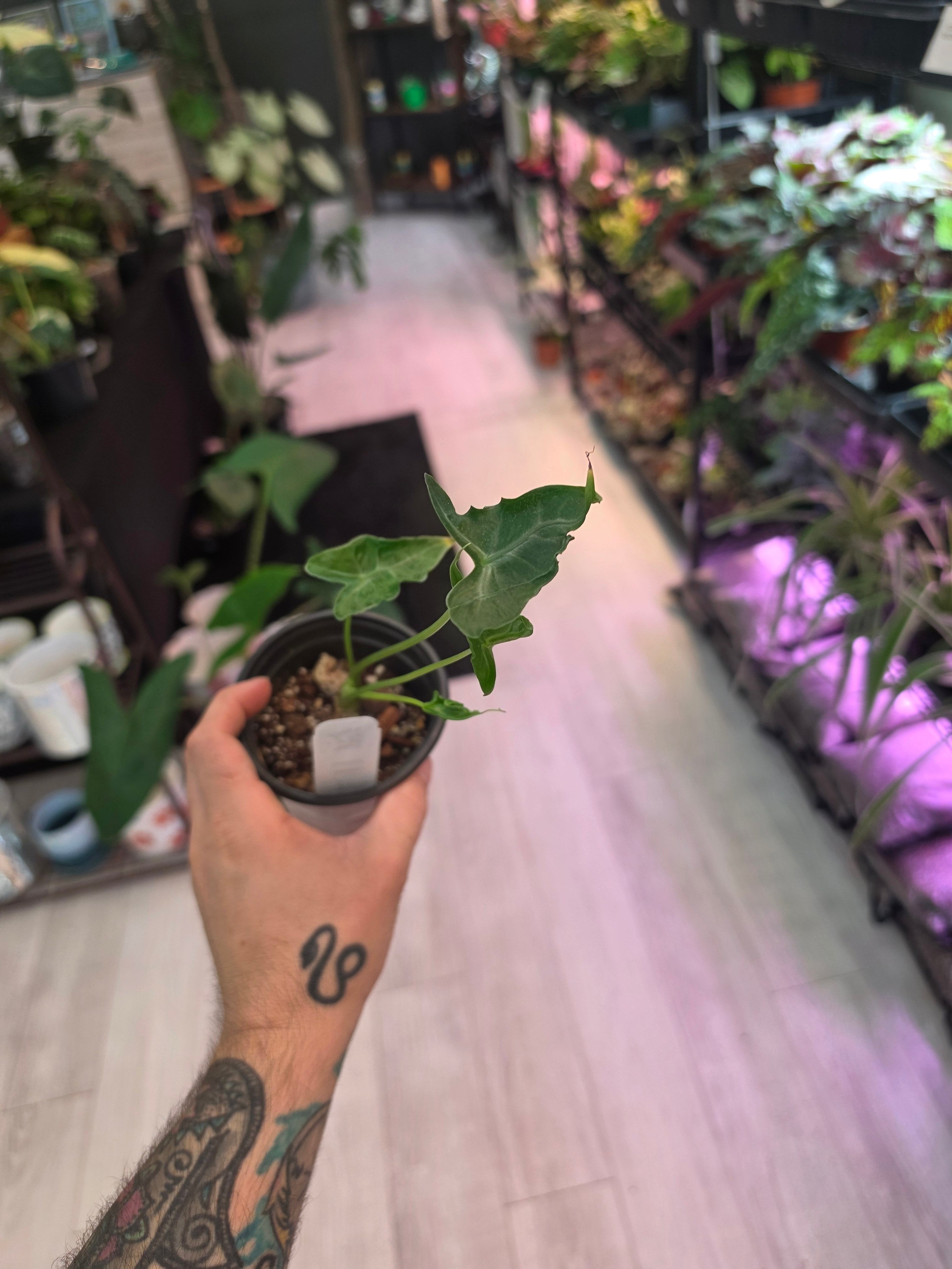 Alocasia Teletubbies